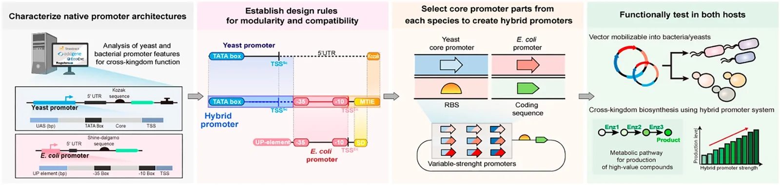 Modular synthetic cross-kingdom promoter