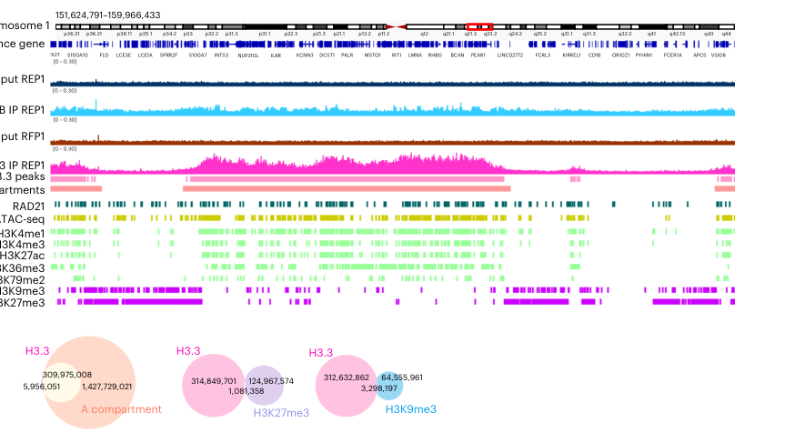 Cohesin prevents local mixing of condens