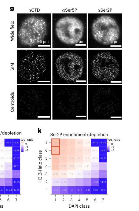 Cohesin prevents local mixing of condens