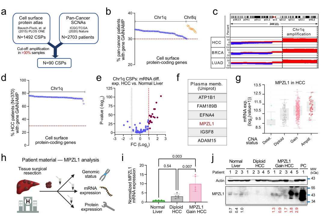 Cancer-driver-agnostic targeting of ampl