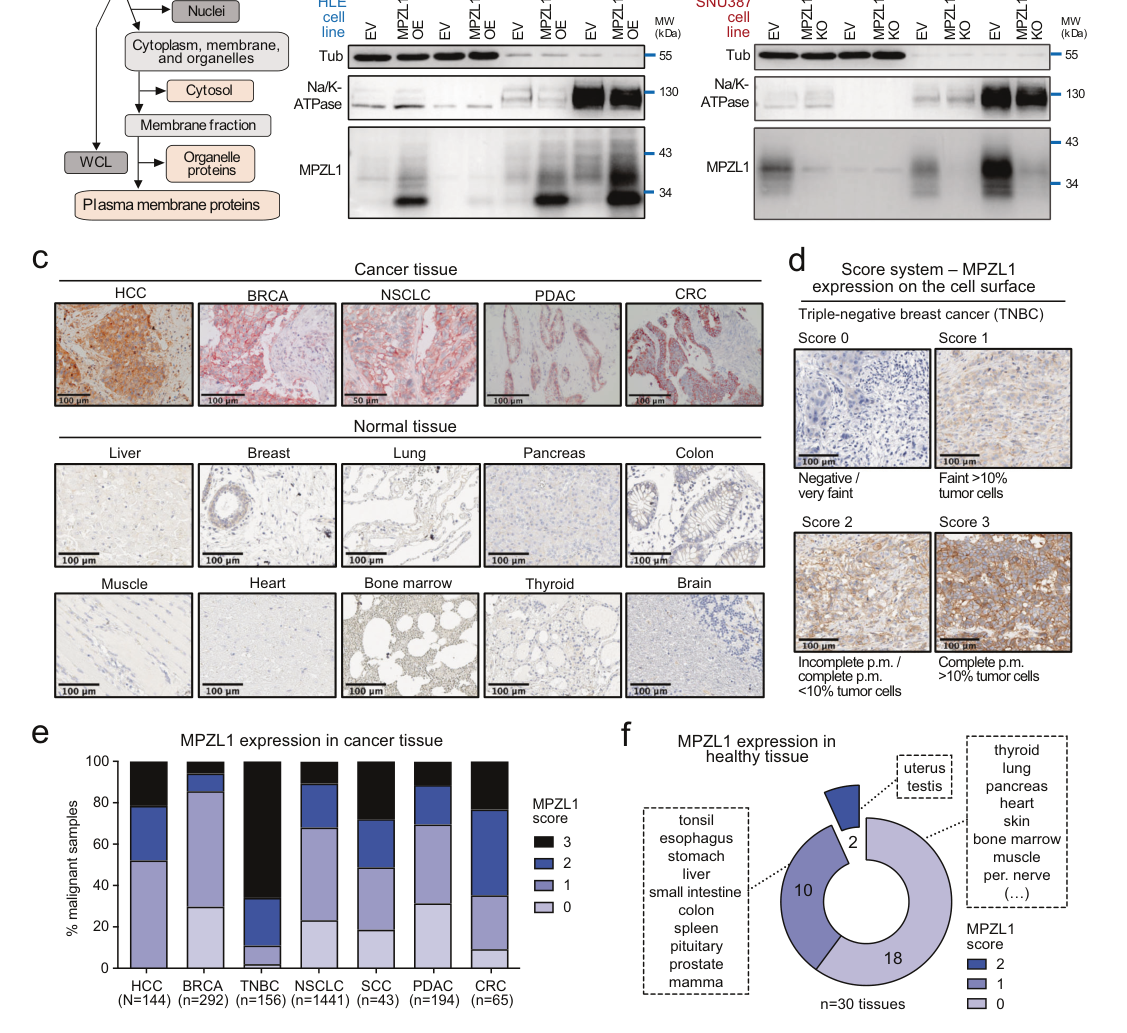 Cancer-driver-agnostic targeting of ampl
