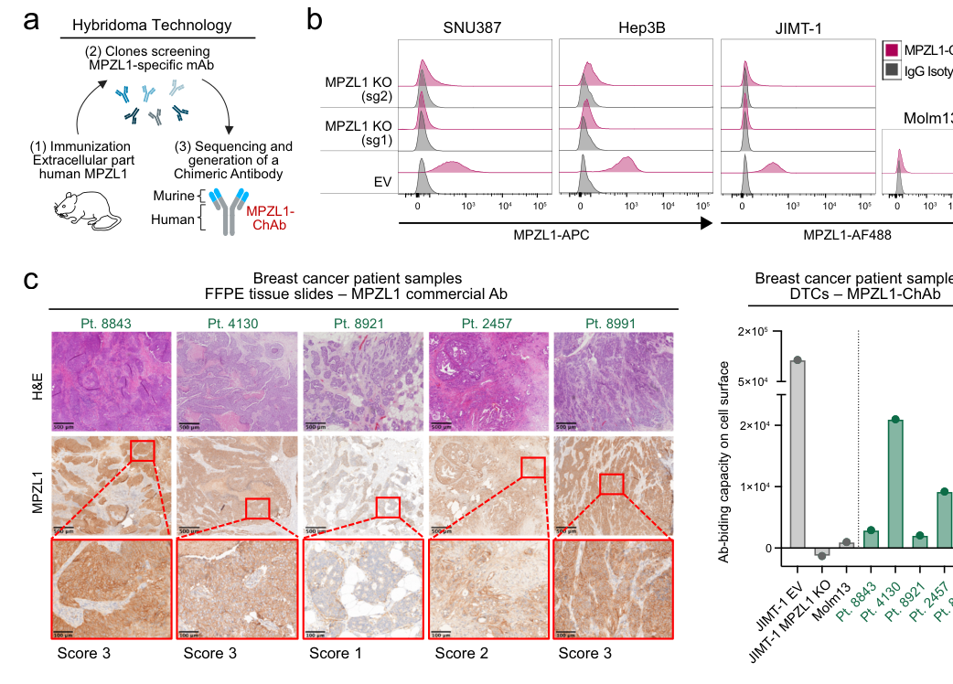 Cancer-driver-agnostic targeting of ampl
