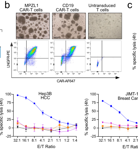 Cancer-driver-agnostic targeting of ampl