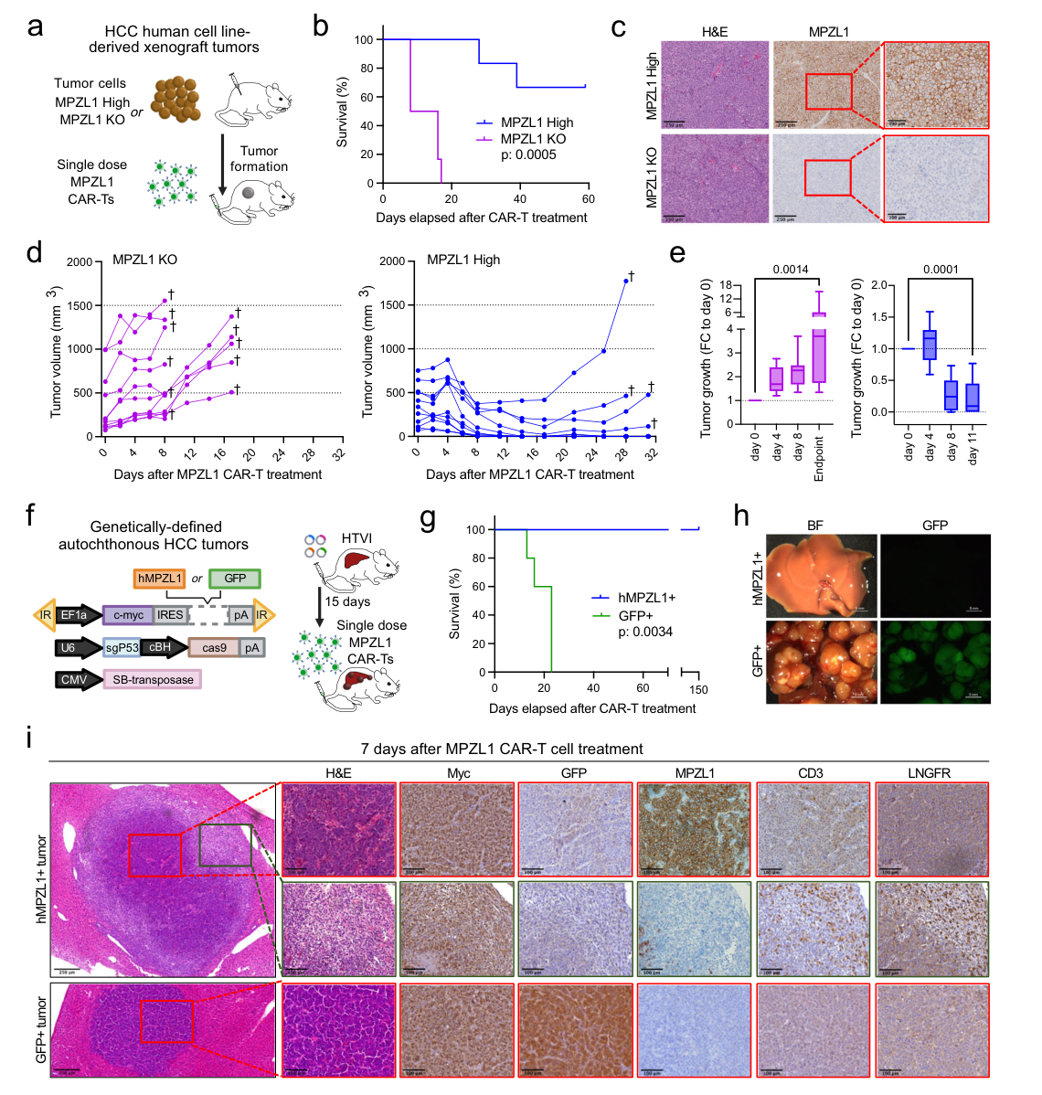 Cancer-driver-agnostic targeting of ampl