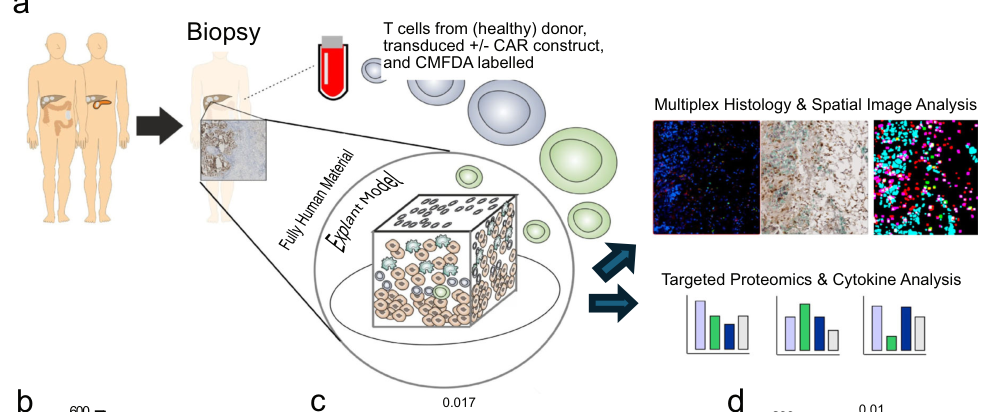Cancer-driver-agnostic targeting of ampl