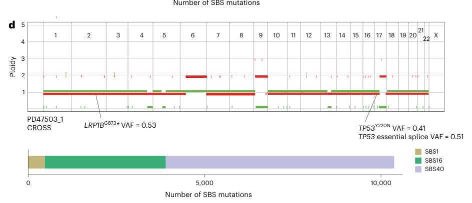 Cancer treatment alters mutant selection