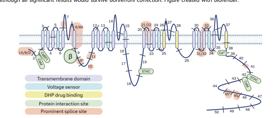 The psychiatric risk gene CACNA1C encode