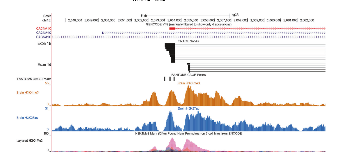 The psychiatric risk gene CACNA1C encode